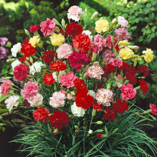 Grenadin Mix Carnation (Dianthus caryophyllus 'Grenadin Mix')