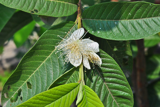 Common Guava Lemon Guava (Psidium guajava)
