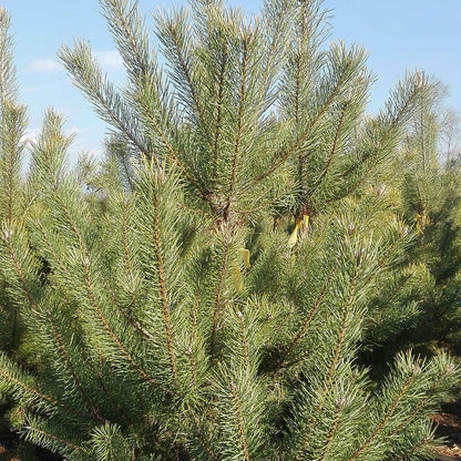 Scotch Pine Scots (Pinus sylvestris England, Shropshire)