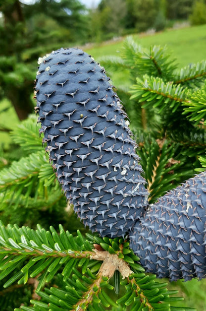 Faber's Fir (Abies fabri)