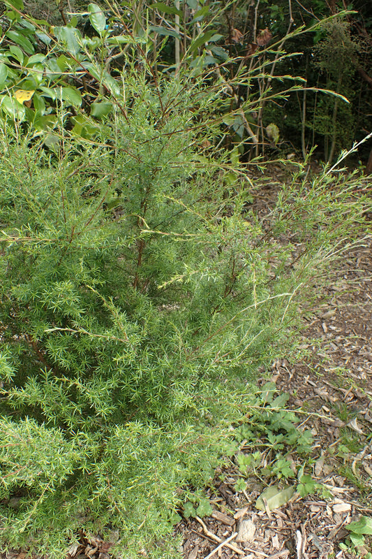 Burgan Kanuka Tea-tree (Kunzea ericoides)