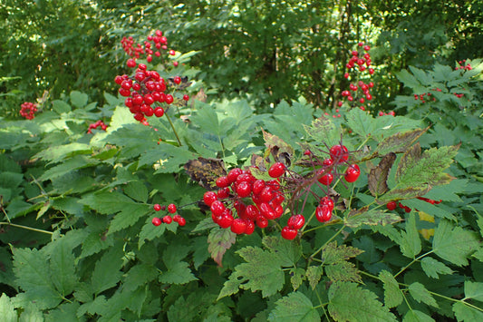 Red Baneberry (Actaea rubra)