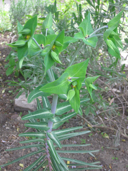 Caper Spruge Gopher Moleplant Paper Spruge (Euphorbia lathyris)