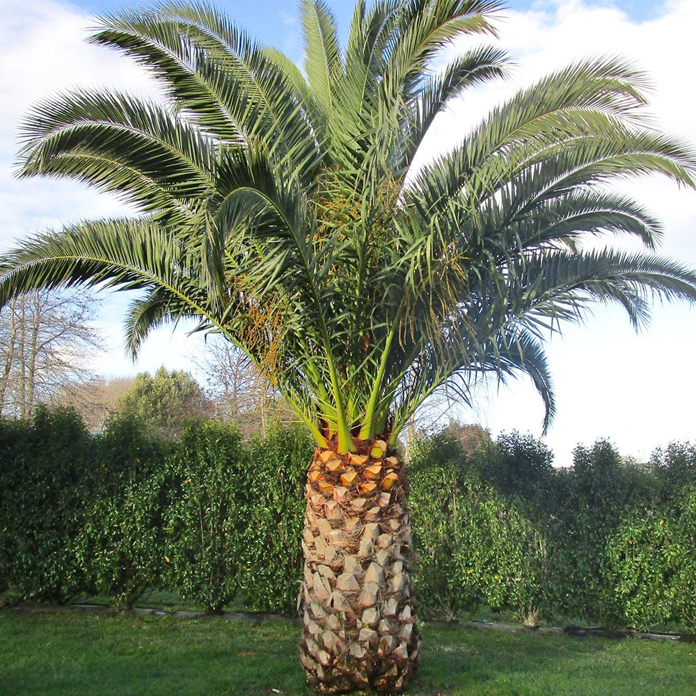 Canary Date Palm Island Pineapple (Phoenix canariensis)