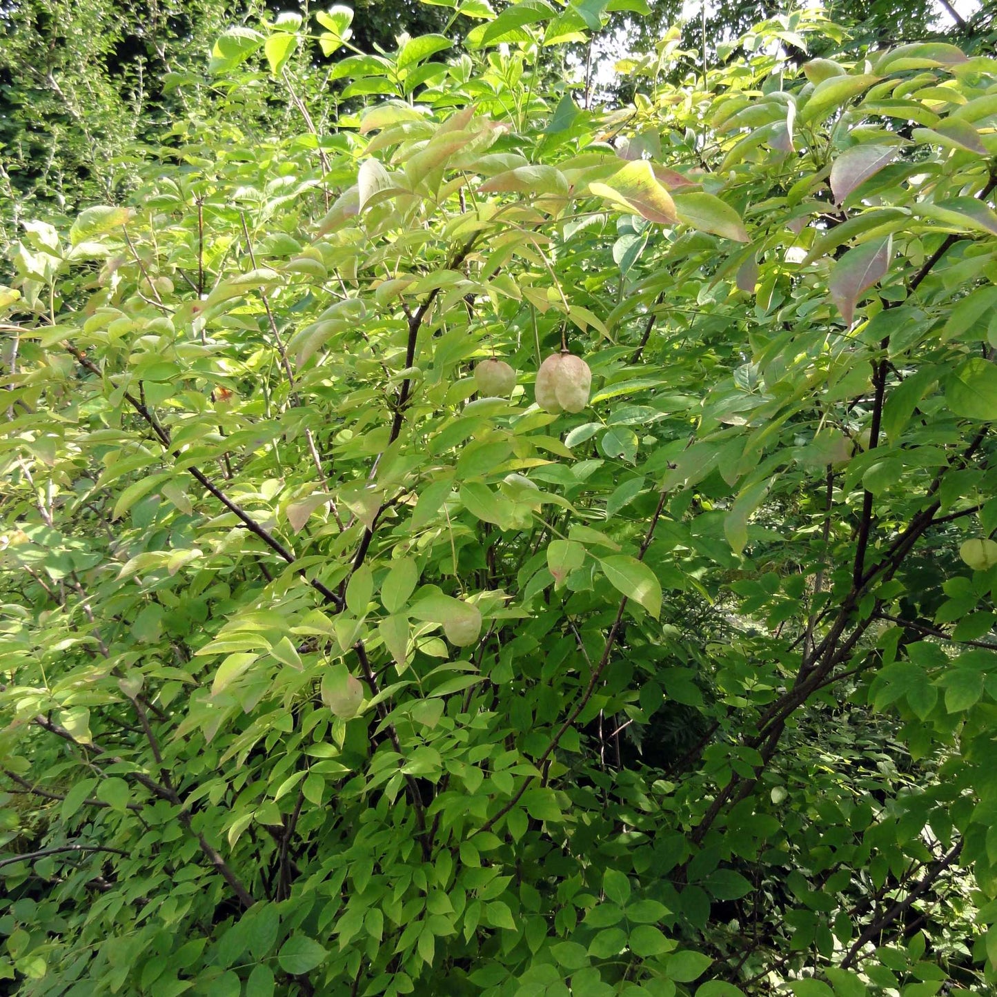 European Bladdernut (Staphylea pinnata)