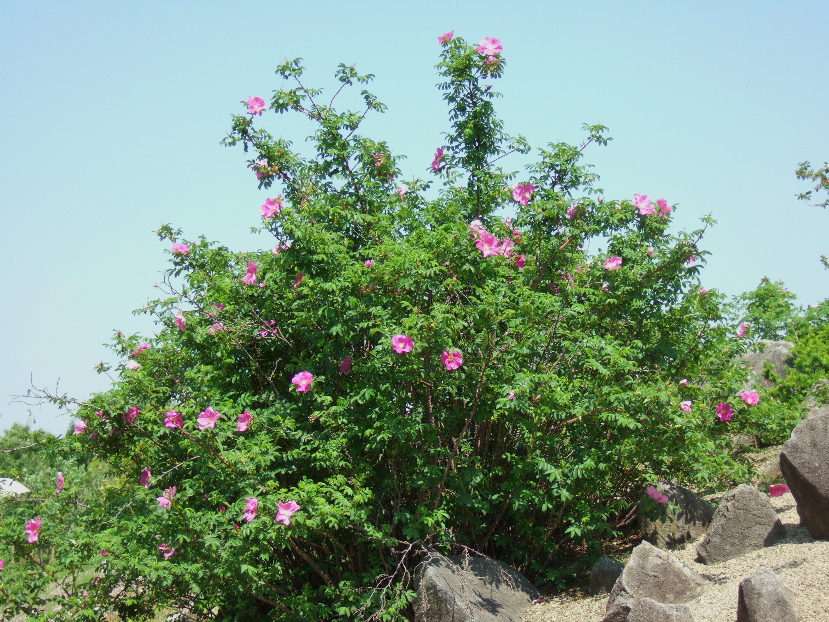 Daurian Rosa Amur Rose Cinnamon Daurian Rose (Rosa davurica) – Sejahtera Seeds and Bulbs