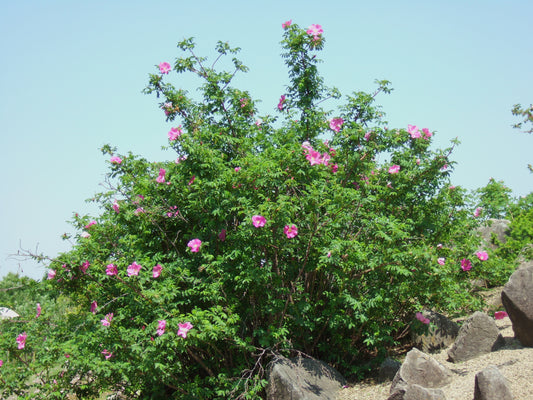 Amur Rose Cinnamon Daurian Rose (Rosa davurica)