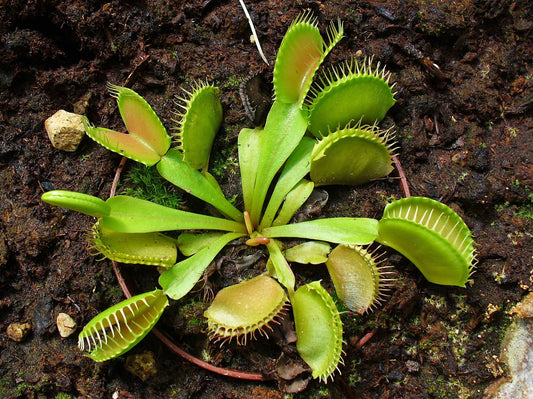 Venus Fly Trap Venus Flytrap (Dionaea muscipula)