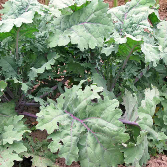 Red Russian Kale (Brassica napus var. Red Russian)