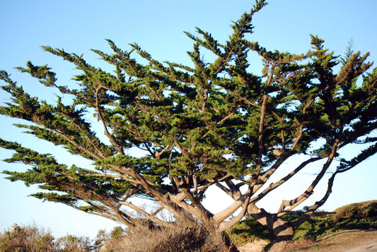 Monterey Cypress (Hesperocyparis macrocarpa)