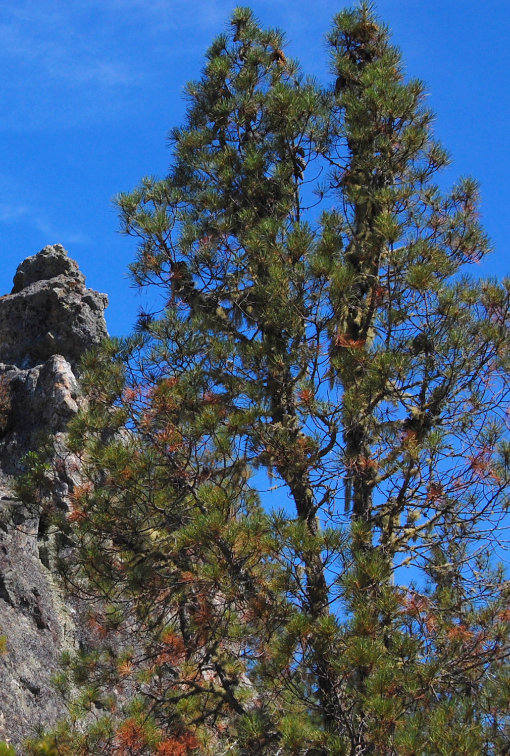 Knobcone Pine (Pinus attenuata)