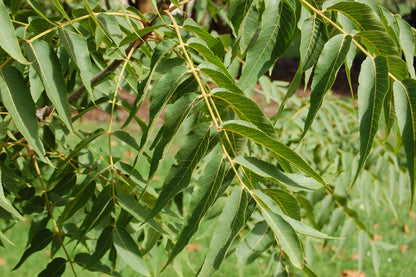 Arizona Walnut (Juglans major)