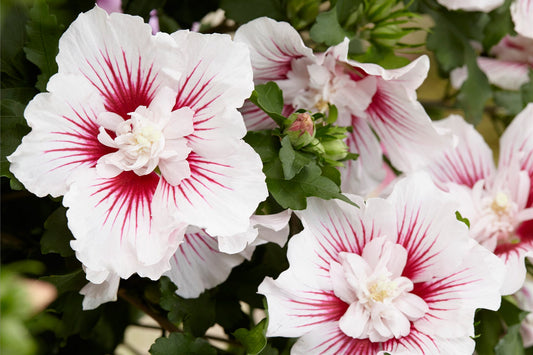 Rose Of Althea Sharon (Hibiscus syriacus)