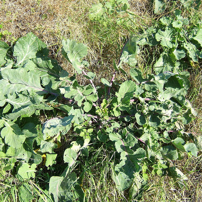 Vates Collards (Brassica oleracea 'Vates')