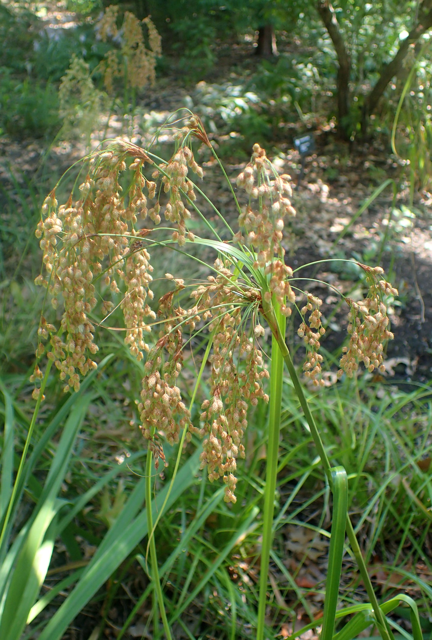 Woolgrass (Scirpus cyperinus)