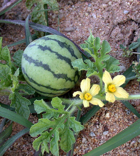 Watermelon (Citrullus lanatus 'Crimson Sweet')