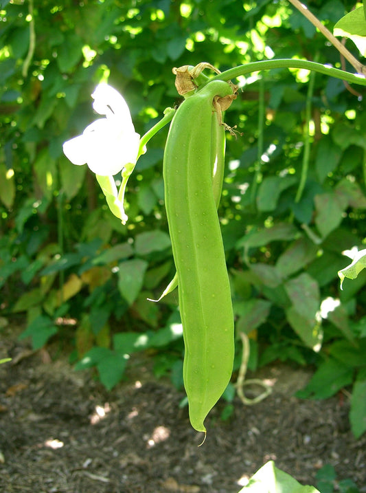 Sword Jackbean (Canavalia gladiata)