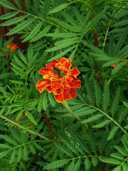 French Marigold Cherry Marigold (Tagetes patula var. Red Cherry Marigold)