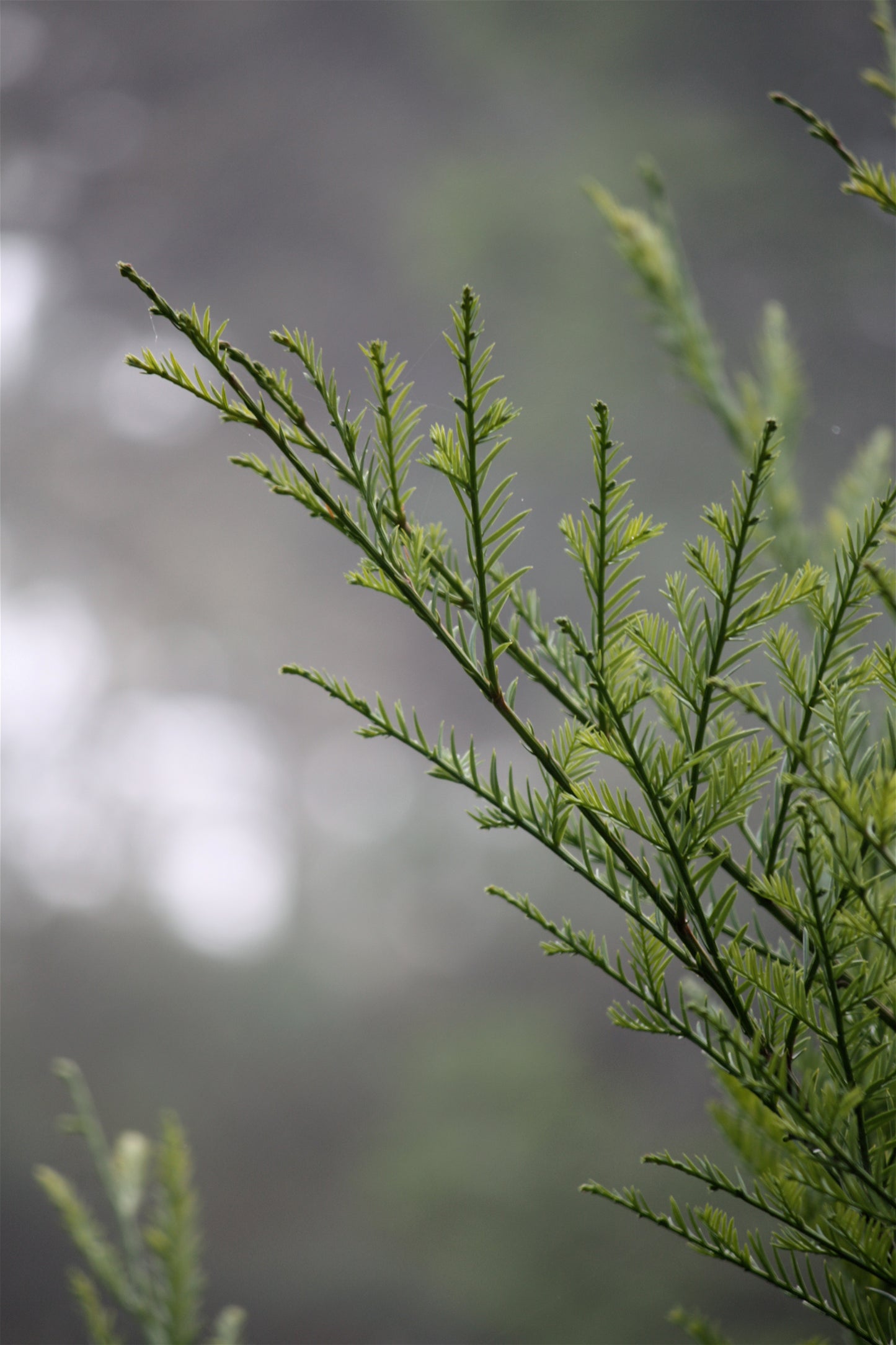 Mendocino Cypress (Hesperocyparis pygmaea)