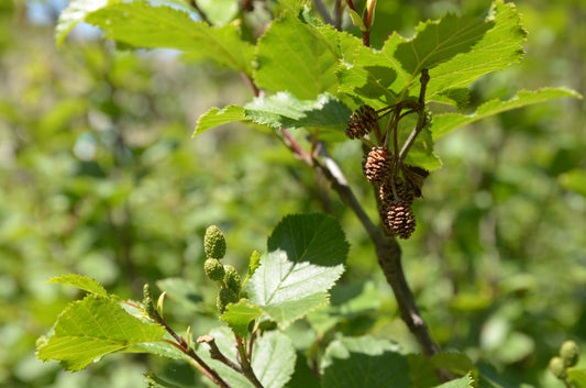 European Alder (Alnus viridis)