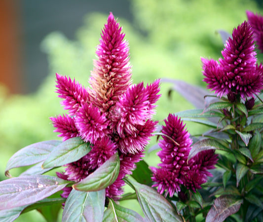 Silver Cocks Comb (Celosia argentea)