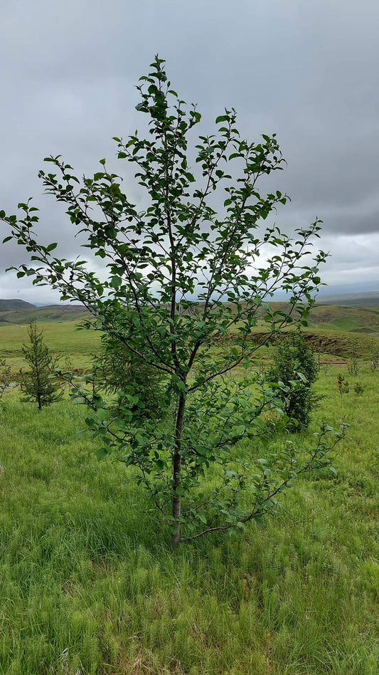 Red Alder (Alnus rubra)