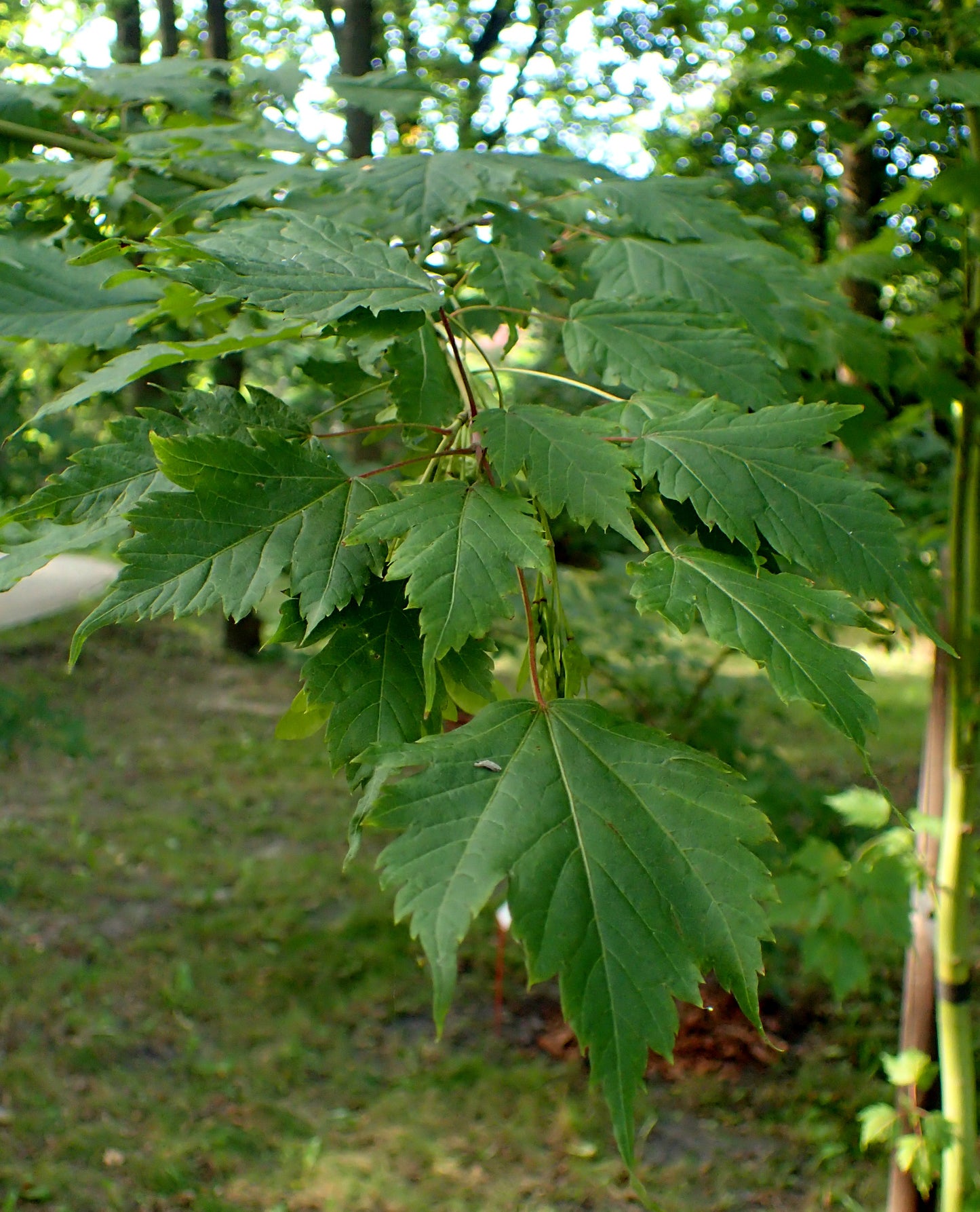 Bearded Maple (Acer barbinerve)