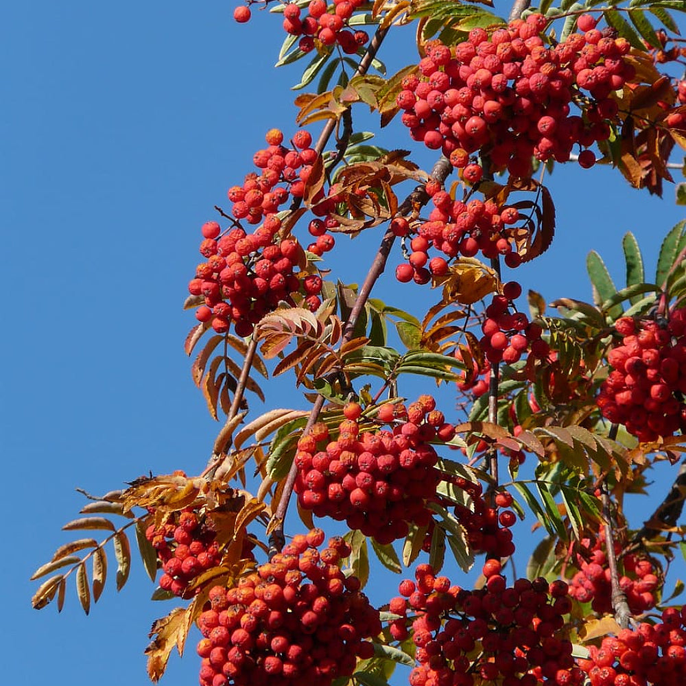California Ash (Sorbus californica dried berries)