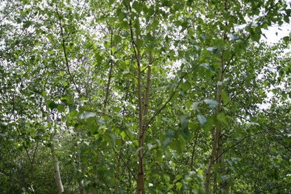 Japanese Birch (Betula platyphylla var. japonica)