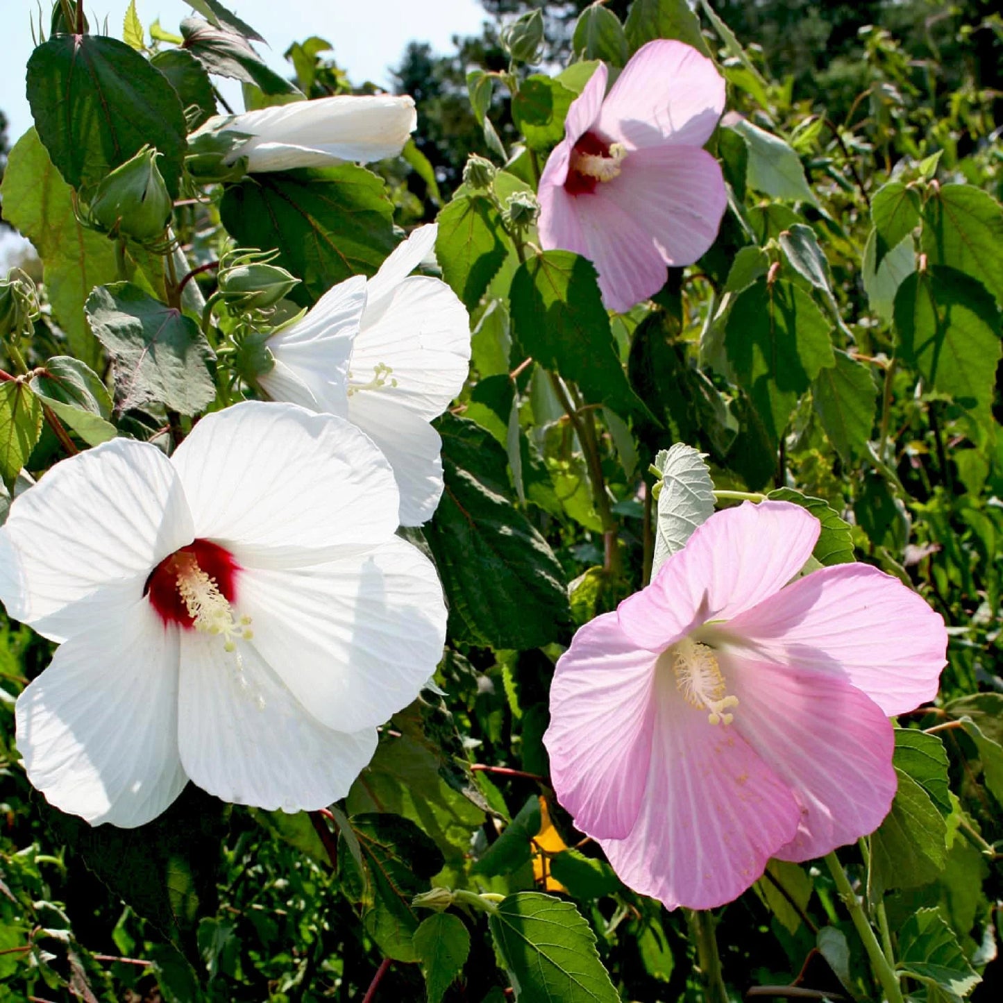 Common Rose Mallow Crimsoneyed Rosemallow Marsh Mallow (Hibiscus moscheutos)