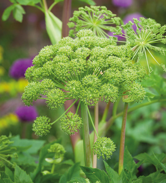 Angelica Archangel Norwegian Angelica Parship (Angelica archangelica)