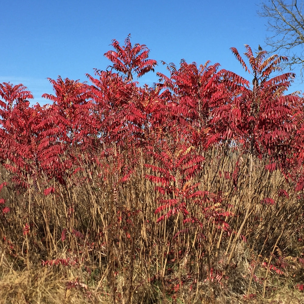 Smooth Sumac (Rhus glabra)