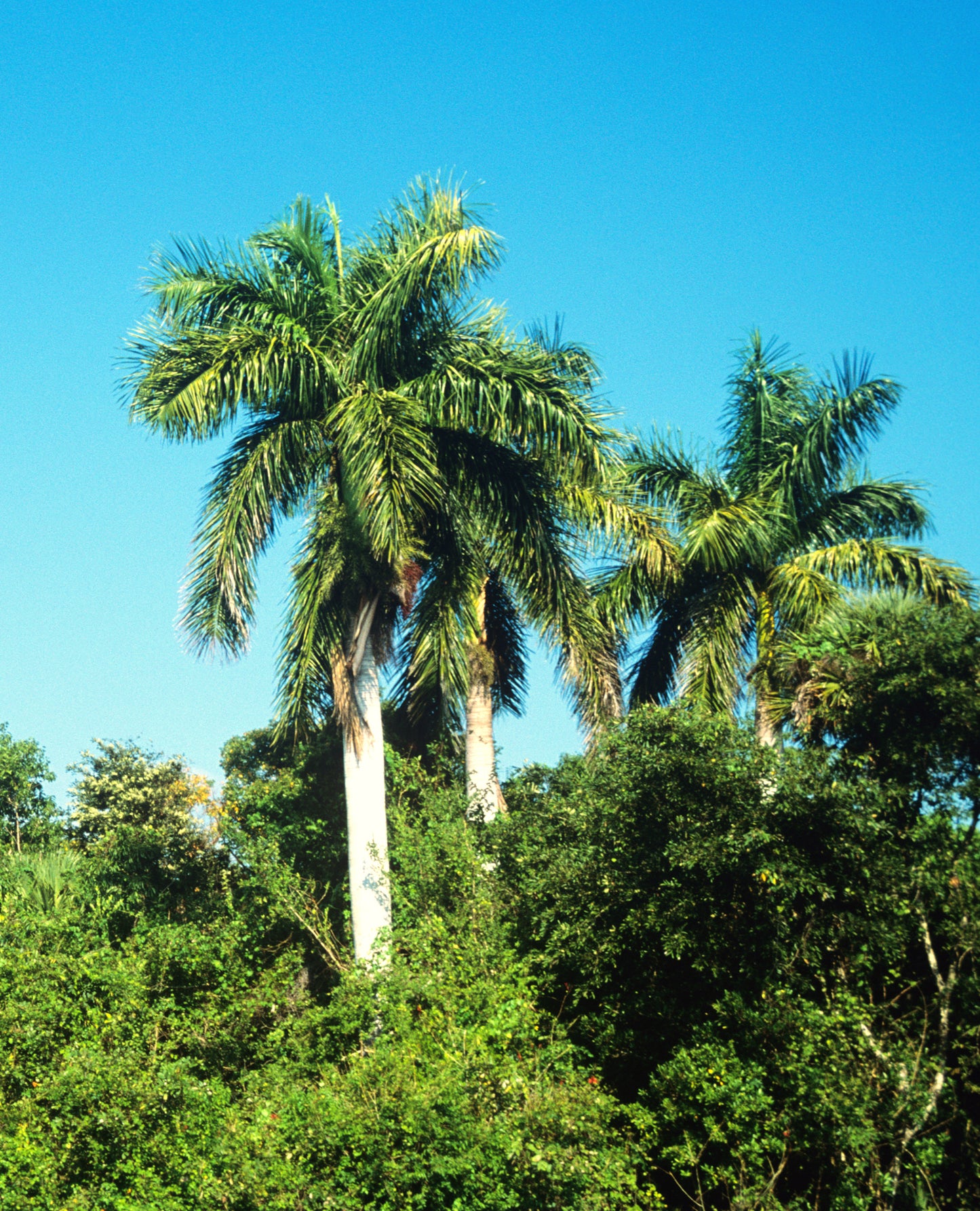 Cuban Royal Florida Palm (Roystonea regia)
