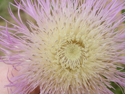 American Basketflower American Star-thistle Starthistle Basket Flower Basket-flower Shaving Brush Sweet Sultan (Centaurea americana)