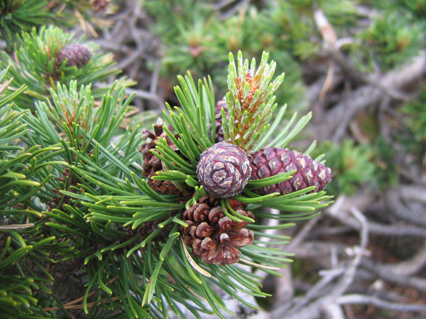 Dwarf Mountain Tree (Pinus mugo)