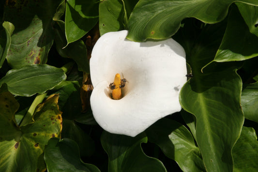 Calla Lily (Zantedeschia aethiopica)