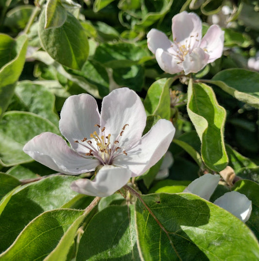 Quince (Cydonia oblonga)