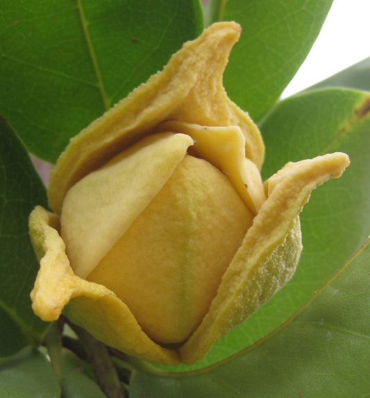 Soursop (Annona muricata)