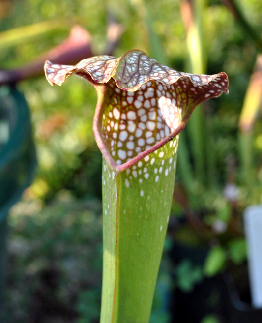 Crimson Pitcherplant Pitcher Plant (Sarracenia leucophylla)