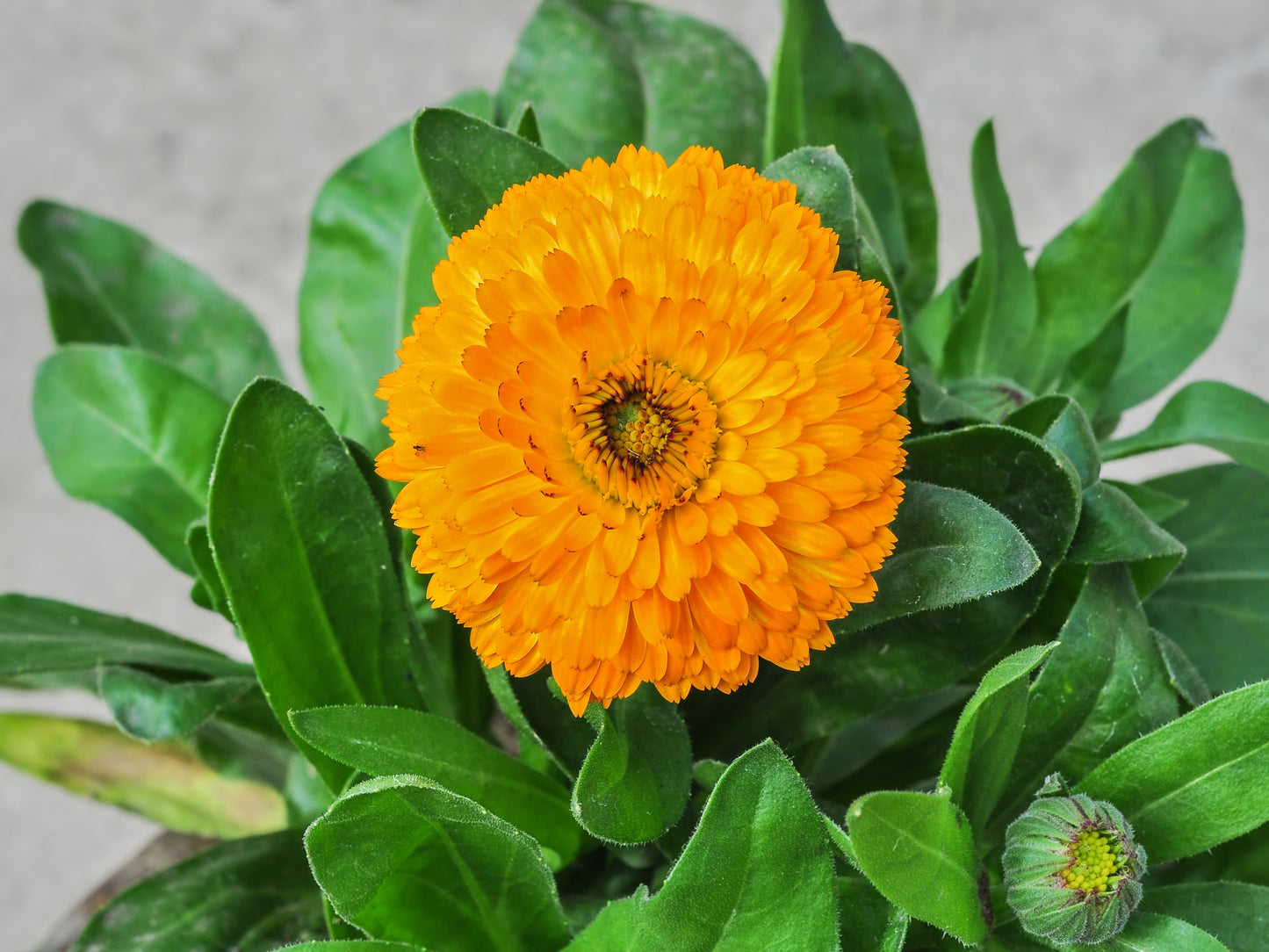 English Marigold Pot Marigold (Calendula officinalis)