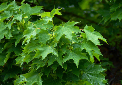 Norway Maple (Acer platanoides dewinged)