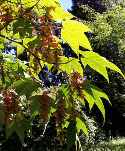 Maximowiczs Snakebark Maple (Acer pectinatum ssp. Maximowiczii)