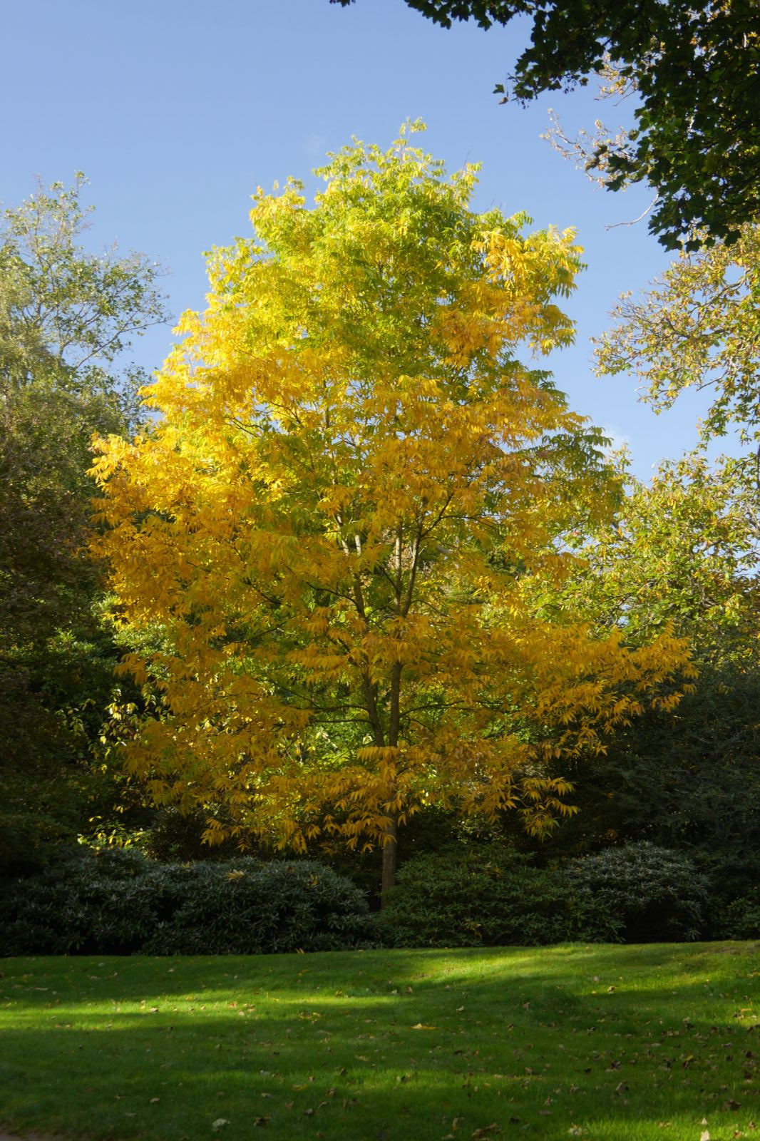 Pecan (Carya illinoinensis var. commercial varieties)