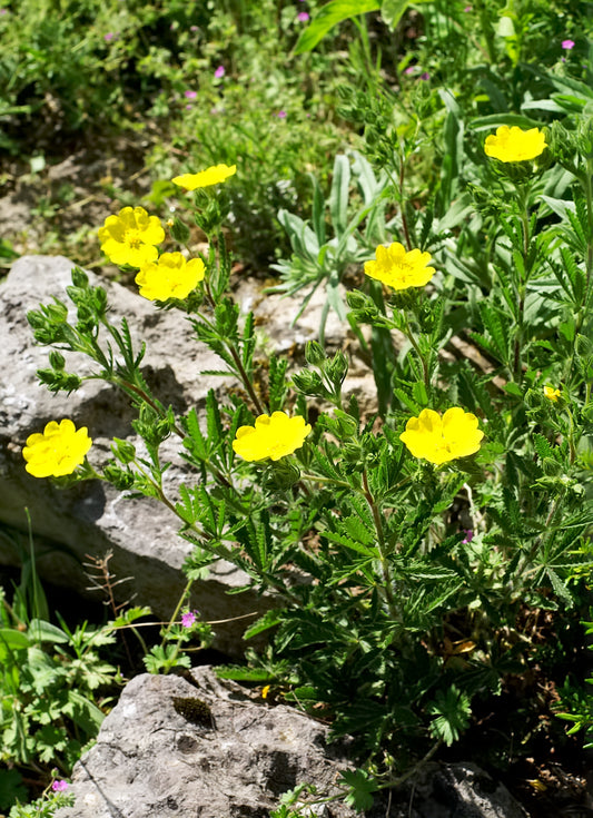 Sulphur Cinquefoil (Potentilla recta var. Warrensii)