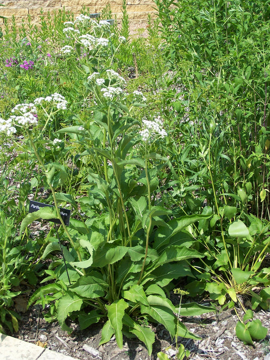 Wild Quinine (Parthenium integrifolium)