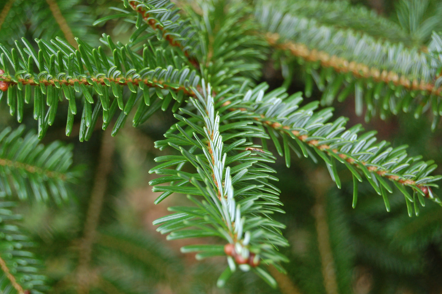 Faber's Fir (Abies fabri)