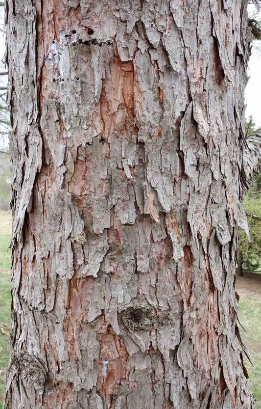 Olga Bay Larch (Larix gmelinii var. olgensis)