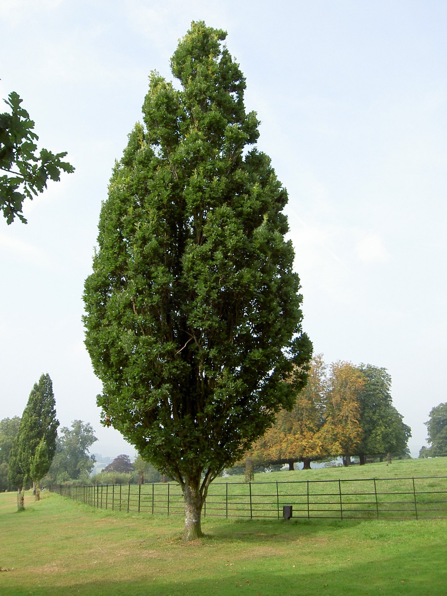 English Upright Oak English Oak (Quercus robur 'Fastigiata')