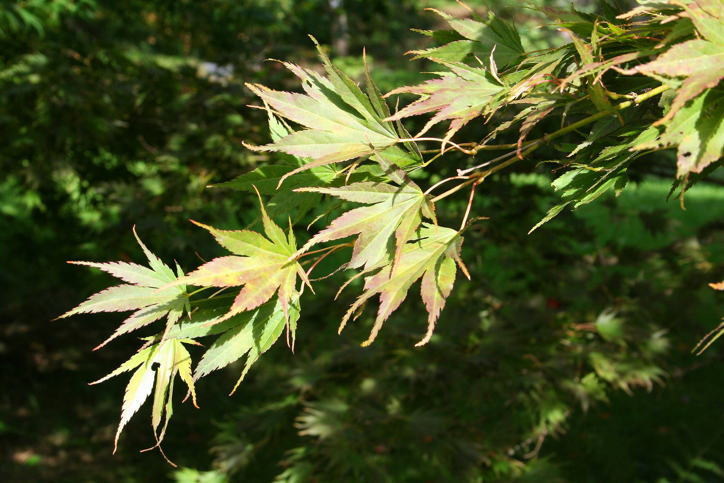 Kinran Japanese Maple (Acer palmatum ssp. amoenum 'Kinran' dry seed)