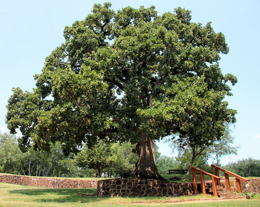 Post Oak (Quercus stellata)